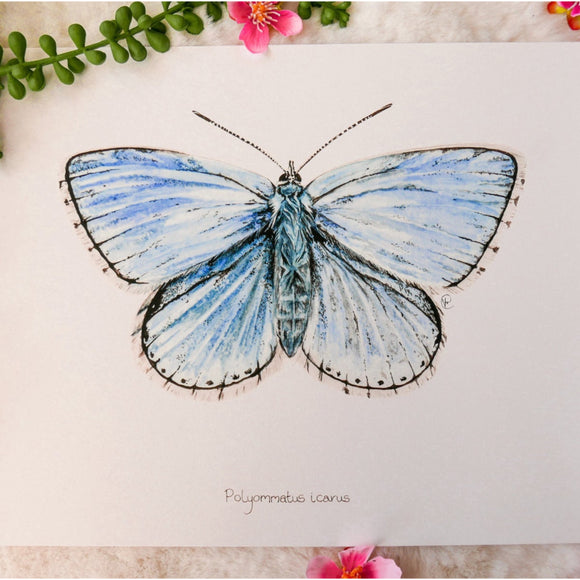 Butterfly Watercolour Print